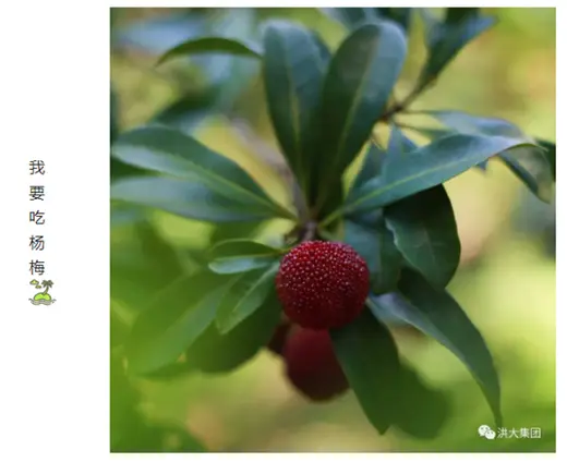 Clear water, green hills and a bayberry harvest together