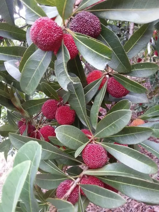 This Weekend, Let's Pick Bayberries in the Hills